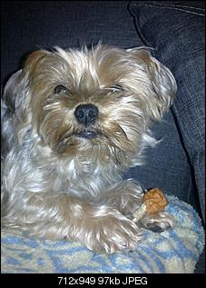 Welche Hunde habt ihr so?-12112010037.jpg