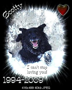 Welche Hunde habt ihr so?-scotty2.jpg