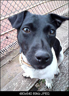Welche Hunde habt ihr so?-dsc00110.jpg
