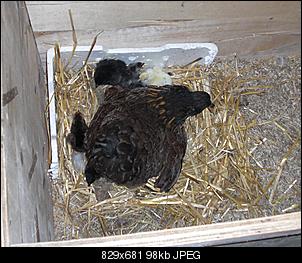 *9 kleine Wunder sind geschl�pft!!!*-zzzz2.jpg