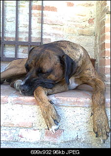 Welche Hunde habt ihr so?-lol-024.jpg