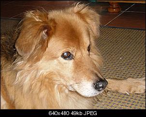 Welche Hunde habt ihr so?-max.jpg