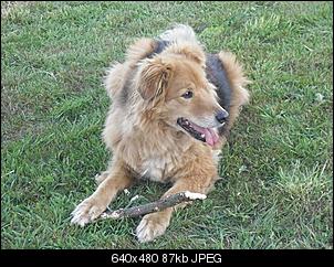 Welche Hunde habt ihr so?-k-cimg0546.jpg