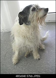 Welche Hunde habt ihr so?-k-cimg0432.jpg