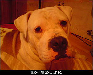 Welche Hunde habt ihr so?-dsc00059.jpg