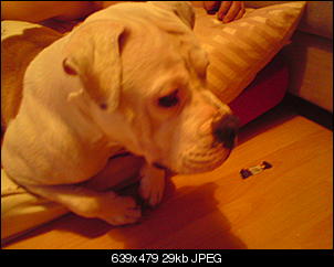 Welche Hunde habt ihr so?-dsc00060.jpg