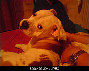 Welche Hunde habt ihr so?-dsc00058.jpg