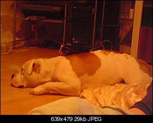 Welche Hunde habt ihr so?-dsc00068.jpg