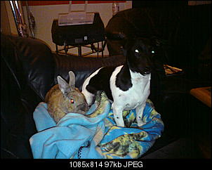 Welche Hunde habt ihr so?-dsc00372.jpg