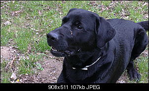 Welche Hunde habt ihr so?-16042011081.jpg