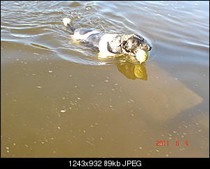 Welche Hunde habt ihr so?-dsc00470.jpg