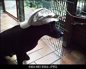 Hatt jemand noch andere Haustiere auser Ninchen?-terry-cool.jpg