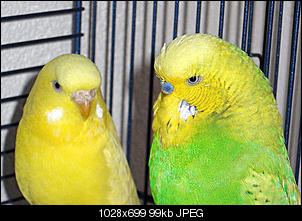 Hatt jemand noch andere Haustiere auser Ninchen?-sdc11092.jpg