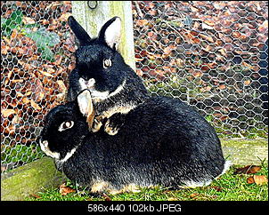 Webseiten-Sammelthread-4ptd2t.jpg