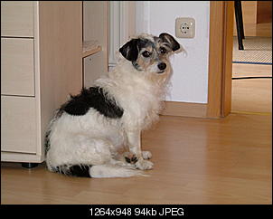 Aufreger des Tages!-daisy-8-.jpg