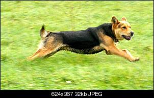 Hatt jemand noch andere Haustiere auser Ninchen?-cid_44c4407d32ec47a0a3d1d3a8a3f2272f%40mugna2.jpg