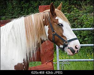 Hatt jemand noch andere Haustiere auser Ninchen?-cid_68f54efe5f50482785b90a8dca1f883d%40mugna2.jpg