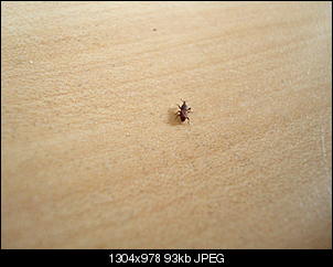 Kann mir einer sagen was f�rn K�fer das ist?-dsc06694.jpg