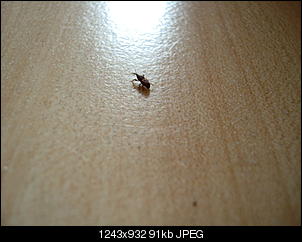 Kann mir einer sagen was f�rn K�fer das ist?-dsc06695.jpg