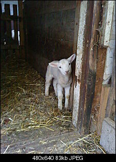 Hatt jemand noch andere Haustiere auser Ninchen?-dsc00212.jpg