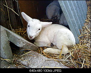 Hatt jemand noch andere Haustiere auser Ninchen?-dsc00216.jpg