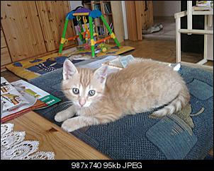 Hatt jemand noch andere Haustiere auser Ninchen?-daisy-2.jpg