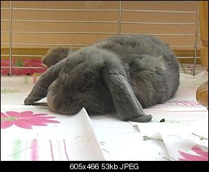 Klicke auf die Grafik f�r eine gr��ere Ansicht

Name:	Miro (6).JPG
Hits:	149
Gr��e:	53,0 KB
ID:	9859