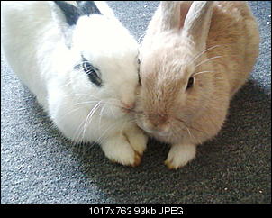 *Wer hat das S��este Nin?:)*-foto-0713.jpg
