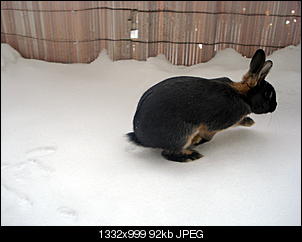 Germanys Next Top Rabbit-dsc00162.jpg