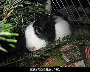 Germanys Next Top Rabbit-img_0077.jpg