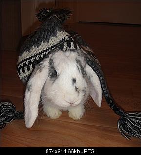 Germanys Next Top Rabbit-dsc01772.jpg