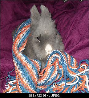 Germanys Next Top Rabbit-sdc12278.jpg