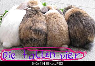 Germanys Next Top Rabbit-img_1115.jpg
