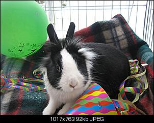 Germanys Next Top Rabbit-img_0276.jpg