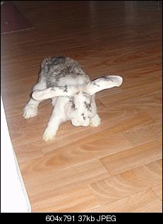 Germanys Next Top Rabbit-dsc014342.jpg