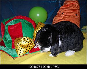 Germanys Next Top Rabbit-sdc12284.jpg
