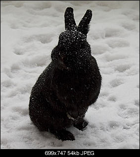 Deutschland sucht den Superhasen★2012-hase.jpg