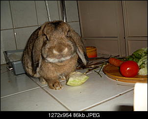 Deutschland sucht den Superhasen★2012-sdc10394.jpg