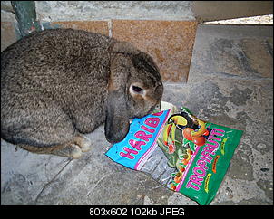Deutschland sucht den Superhasen★2012-sdc10881.jpg