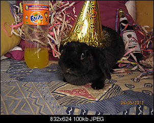Germanys Next Top Rabbit-hey-007.jpg