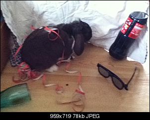 Germanys Next Top Rabbit-ann-kristin-ipod-036.jpg