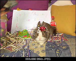 Germanys Next Top Rabbit-dsc0000162.jpg