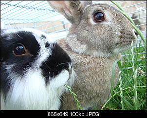 The Rabbit of Germany-juni-2012-027.jpg