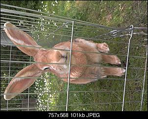 The Rabbit of Germany-k1600_2012-05-18-13.23.26.jpg