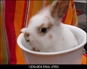 The Rabbit of Germany-sdc17141.jpg