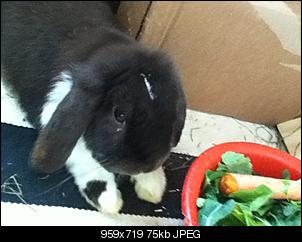 Germanys Next Top Rabbit-ann-kristin-ipod-402.jpg