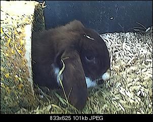 The Rabbit of Germany-ann-kristin-ipod-422.jpg