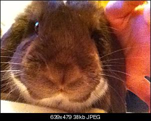 The Rabbit of Germany-ann-kristin-ipod-413.jpg