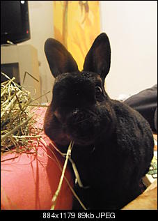Wie findet ihr das Kaninchen des Users �ber euch?-p8310134.jpg