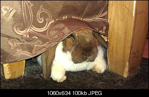 Germanys Next Top Rabbit-imag0787683527329.jpg